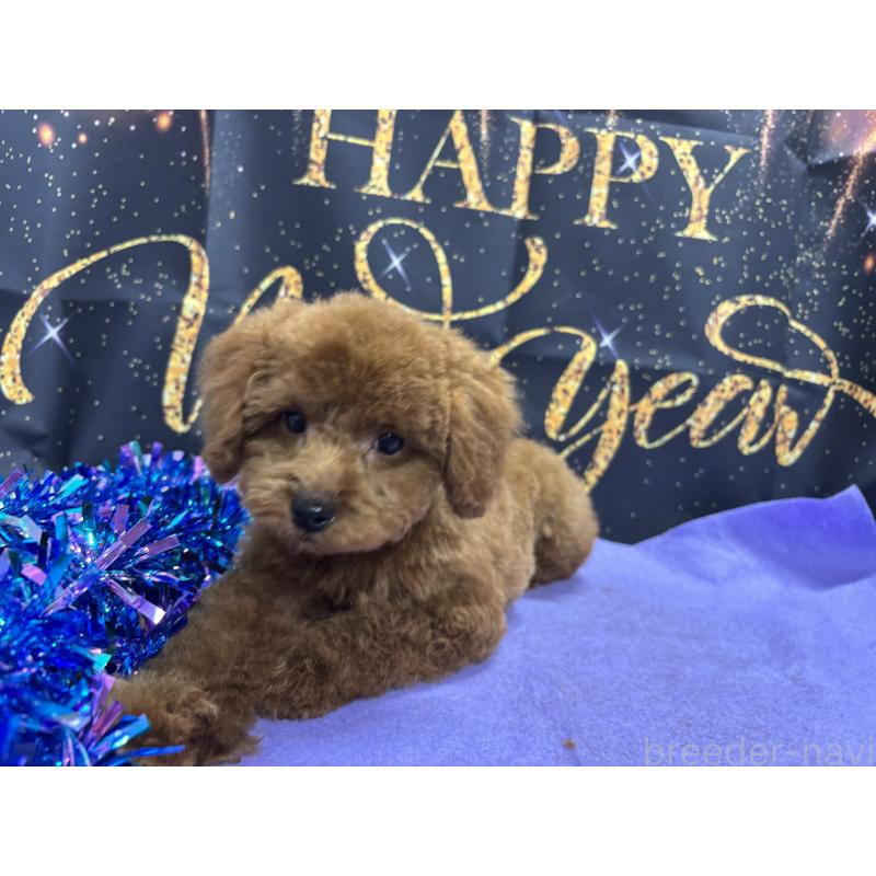 販売中の栃木県のトイプードル-423584の7枚目