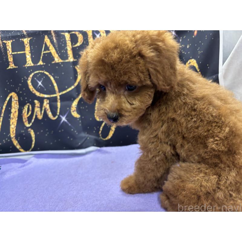 販売中の栃木県のトイプードル-423584の6枚目