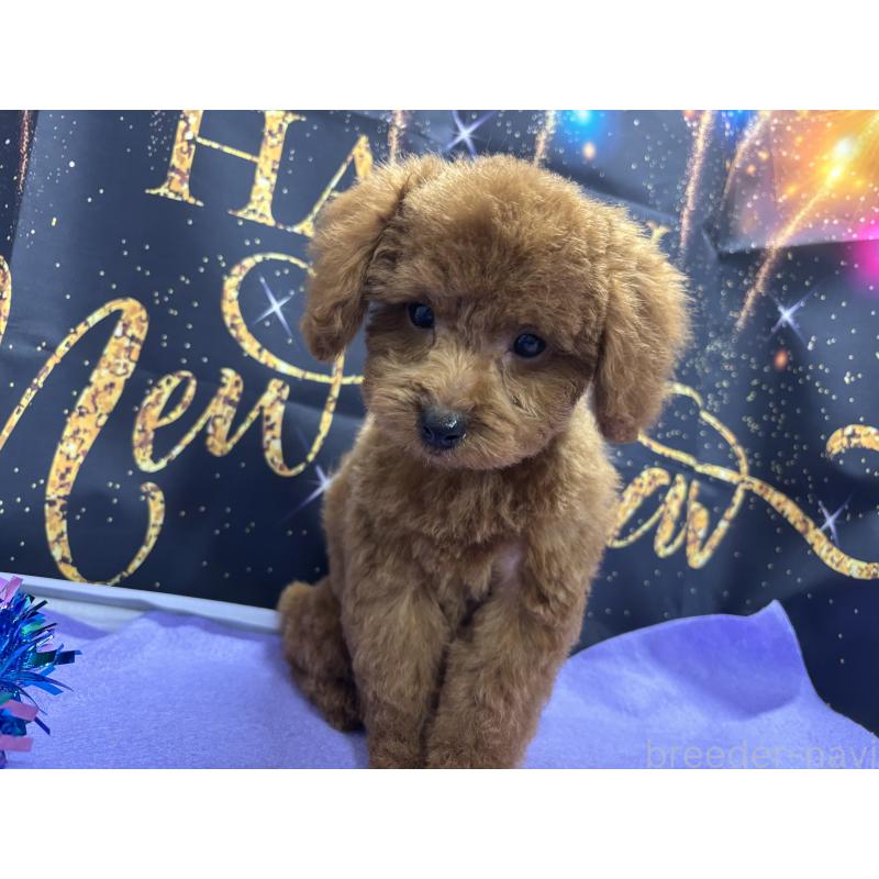 販売中の栃木県のトイプードル-423584の5枚目