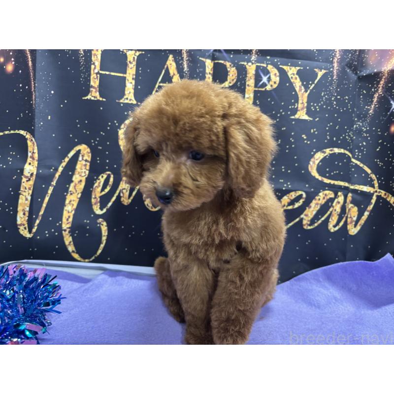 販売中の栃木県のトイプードル-423584の4枚目