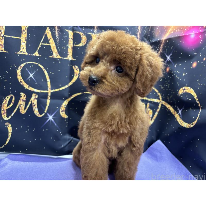 販売中の栃木県のトイプードル-423584の3枚目