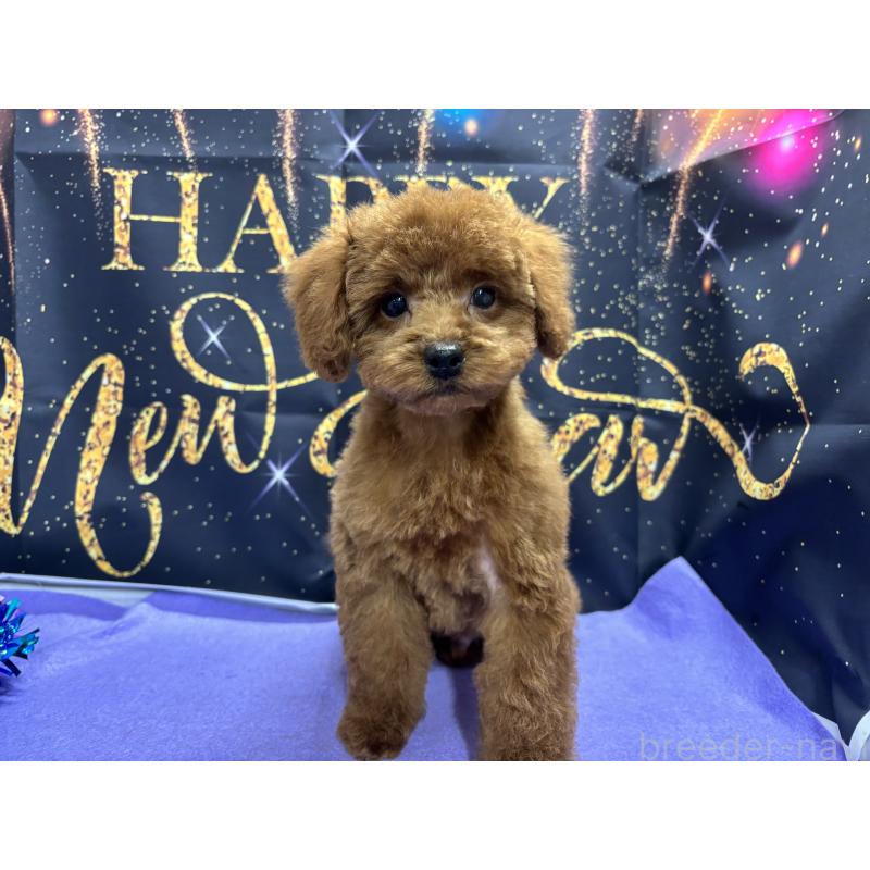 販売中の栃木県のトイプードル-423584の2枚目