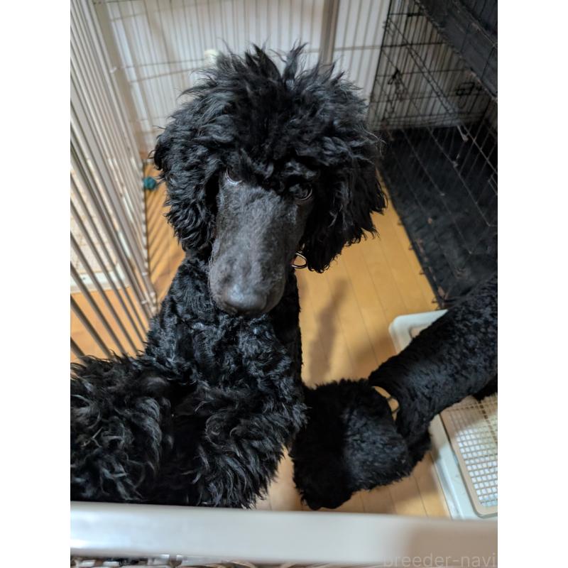 販売中の岡山県のミディアムプードル-407489