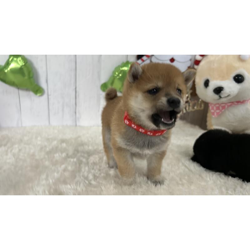 成約済の鹿児島県の豆柴-432164の10枚目