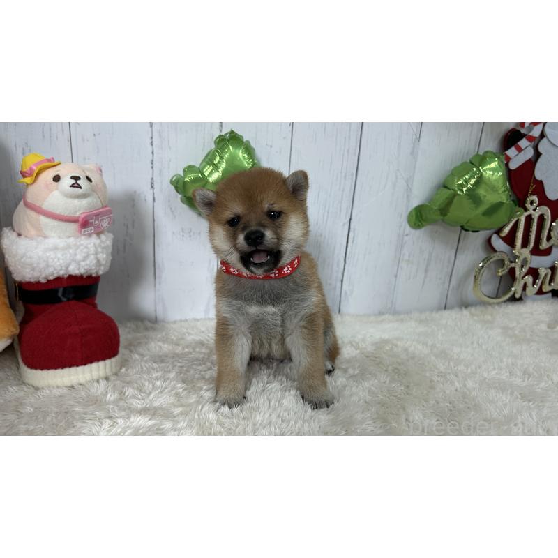 成約済の鹿児島県の豆柴-432164の9枚目