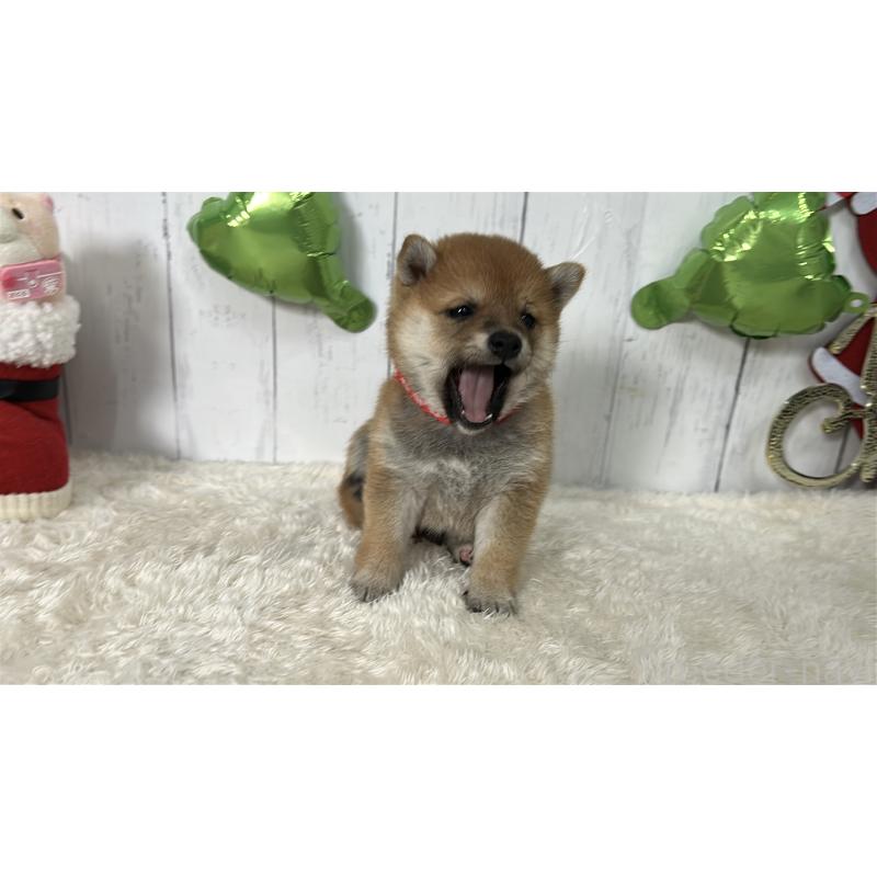 成約済の鹿児島県の豆柴-432164の8枚目