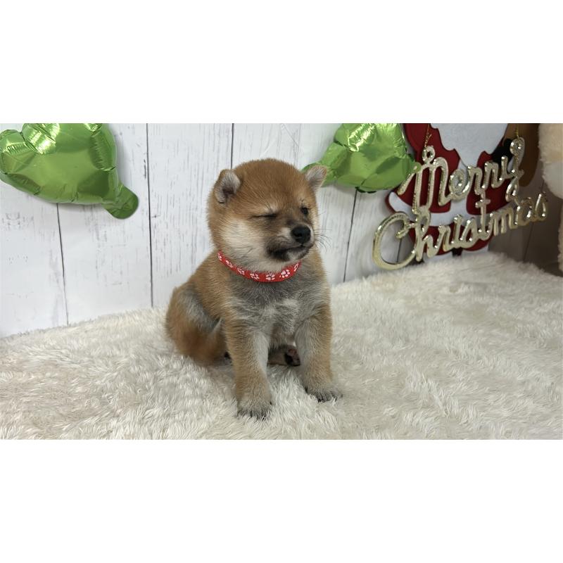 成約済の鹿児島県の豆柴-432164の7枚目