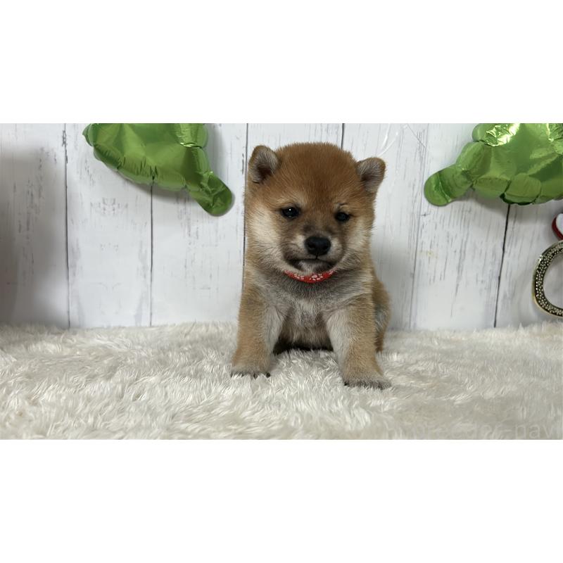 成約済の鹿児島県の豆柴-432164の6枚目