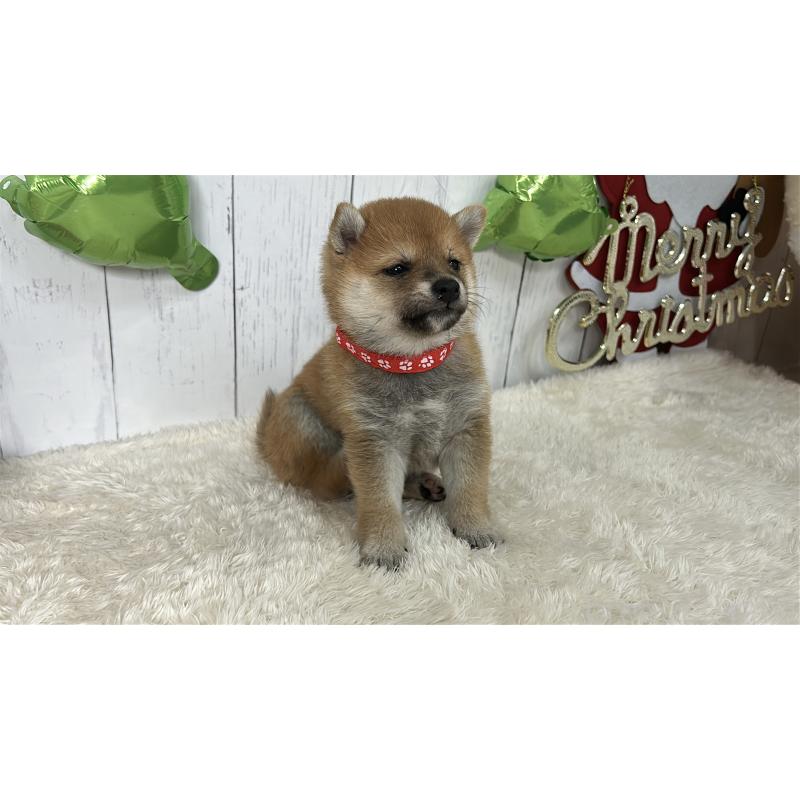 成約済の鹿児島県の豆柴-432164の5枚目