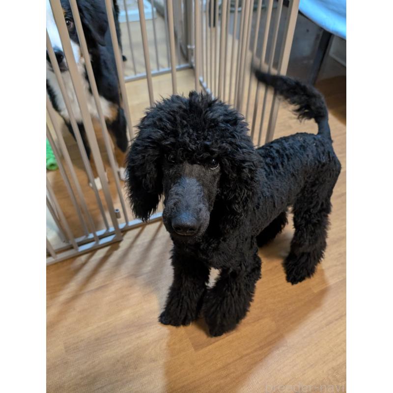 販売中の岡山県のミディアムプードル-407490