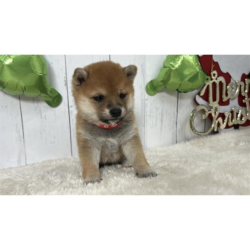 成約済の鹿児島県の豆柴-432164の4枚目