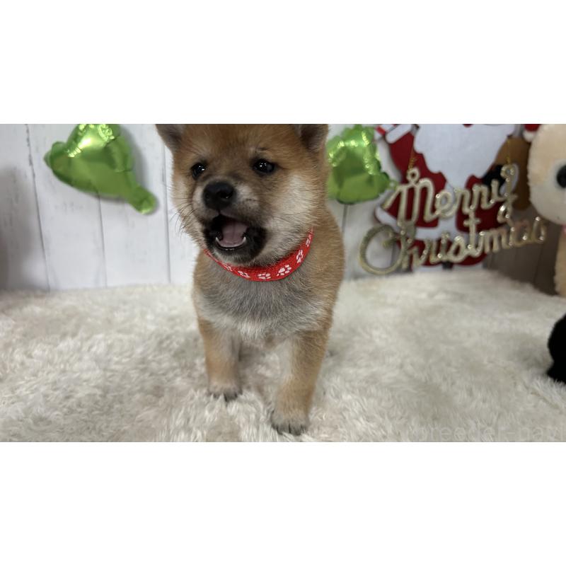 成約済の鹿児島県の豆柴-432164の3枚目