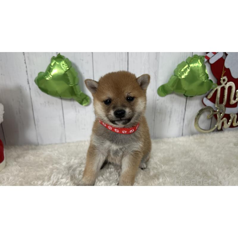 成約済の鹿児島県の豆柴-432164の2枚目