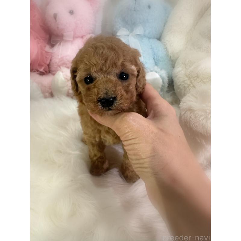 販売中の香川県のタイニープードル-433644の10枚目