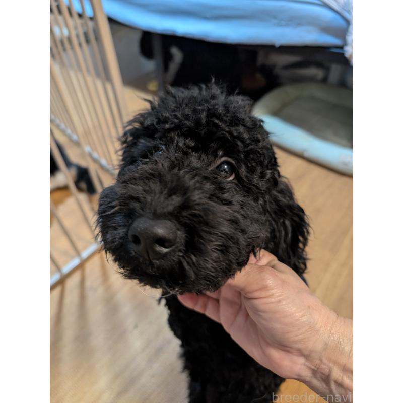 販売中の岡山県のミディアムプードル-407492