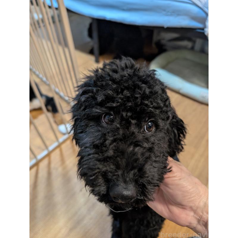 販売中の岡山県のミディアムプードル-407492の2枚目