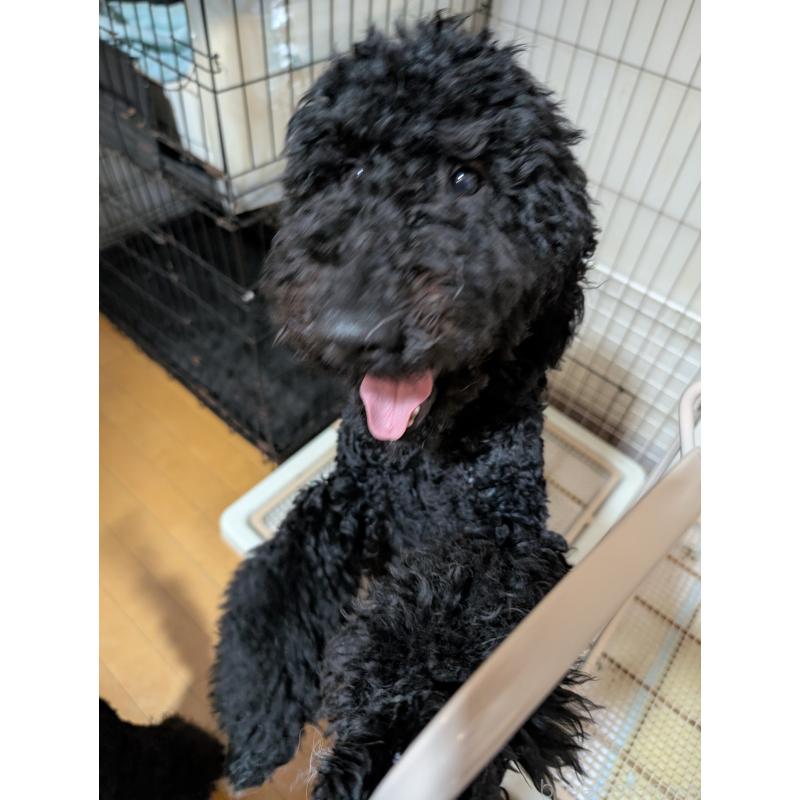 商談中の岡山県のミディアムプードル-407491