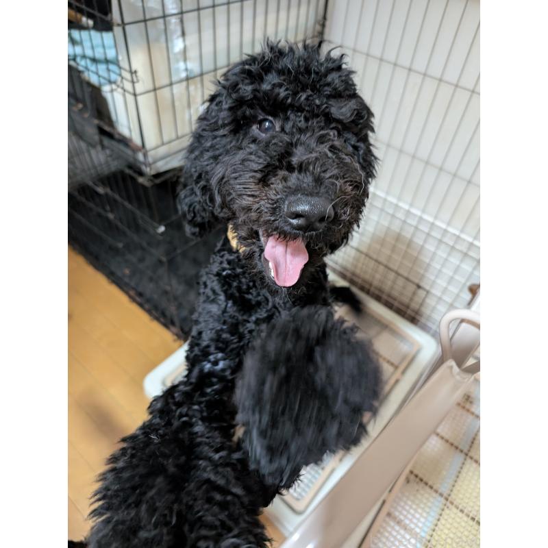 商談中の岡山県のミディアムプードル-407491の2枚目