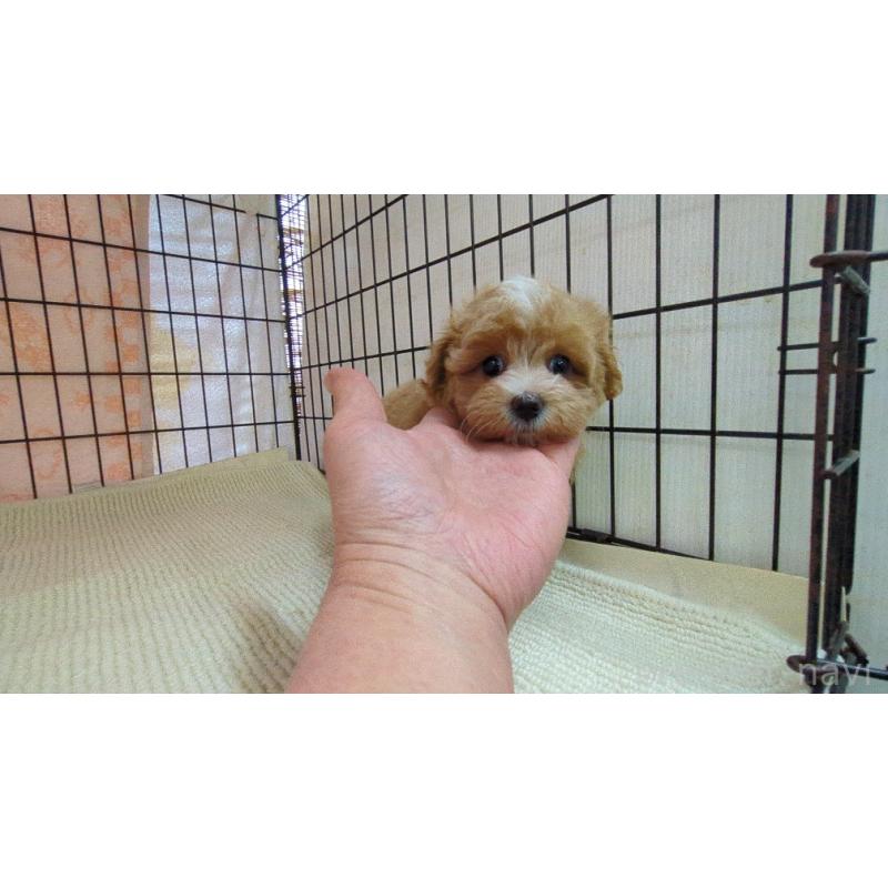 販売中の茨城県のマルプー:マルチーズ×トイプードル-435283の1枚目