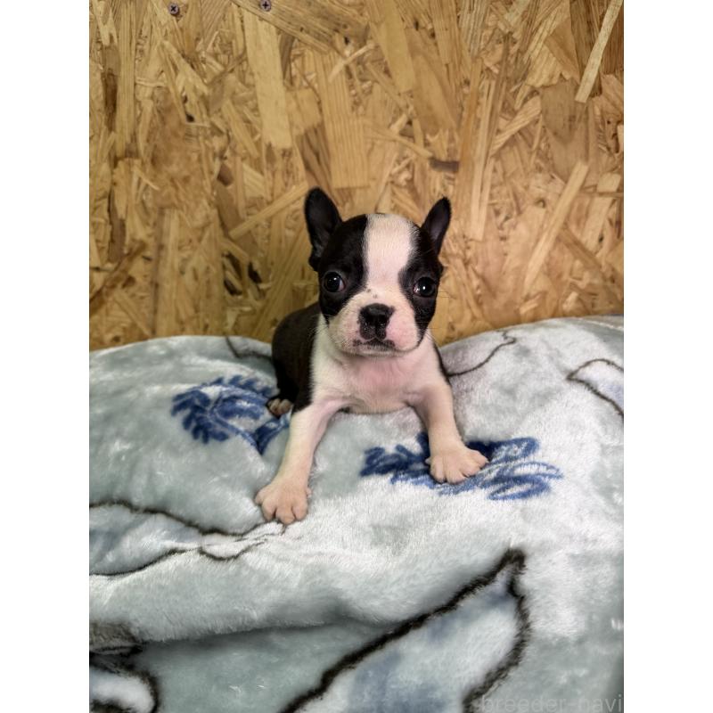 販売中の福岡県のボストンテリア-435282の5枚目