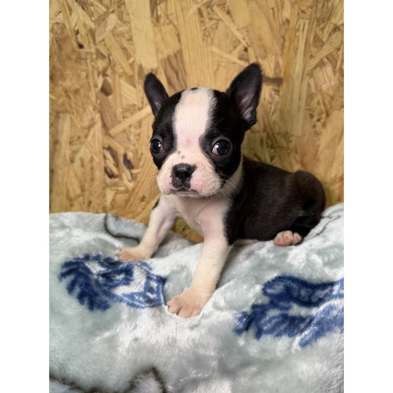 販売中の福岡県のボストンテリア-435282の4枚目