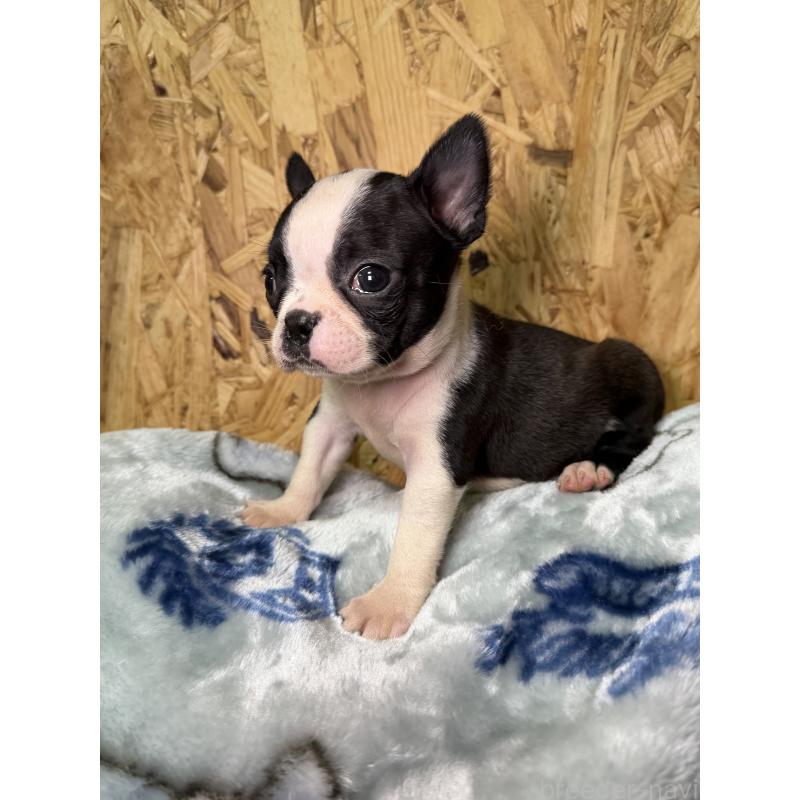 販売中の福岡県のボストンテリア-435282の3枚目