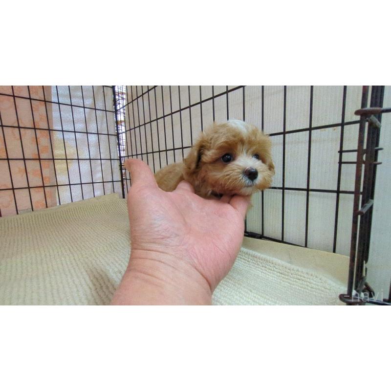 販売中の茨城県のマルプー:マルチーズ×トイプードル-435283の5枚目