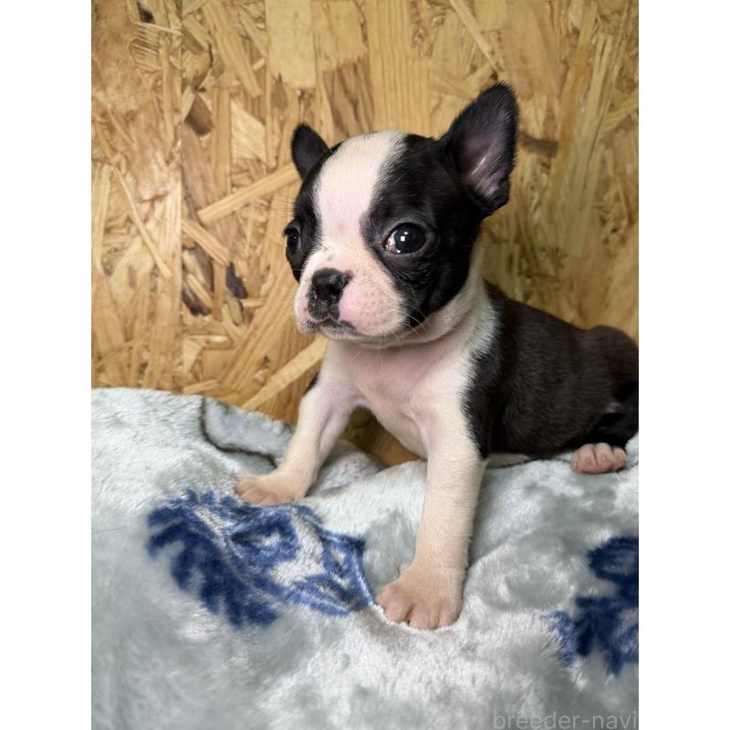 販売中の福岡県のボストンテリア-435282の2枚目