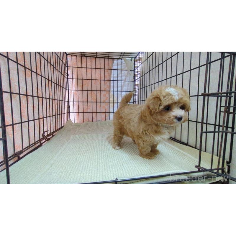 販売中の茨城県のマルプー:マルチーズ×トイプードル-435283の2枚目