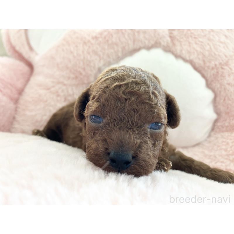 販売中の熊本県のトイプードル-435281の3枚目