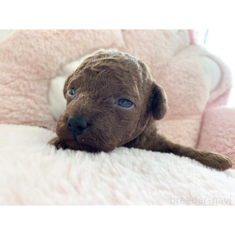 販売中の熊本県のトイプードル-435281の2枚目