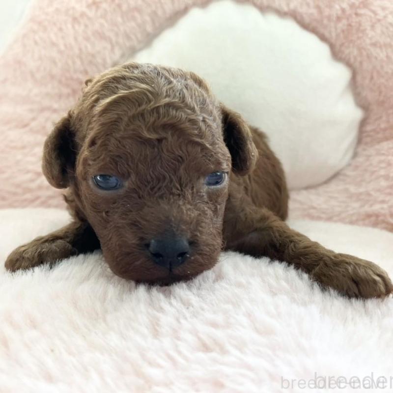 販売中の熊本県のトイプードル-435281の1枚目