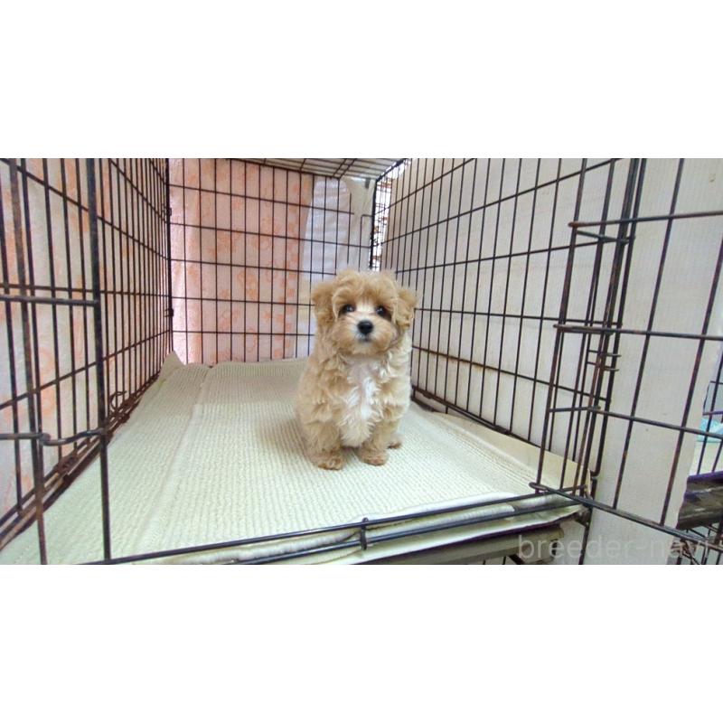 販売中の茨城県のマルプー:マルチーズ×トイプードル-435284