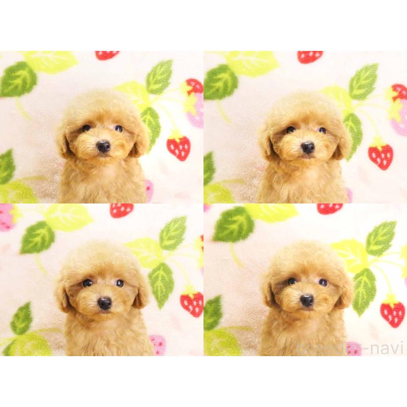 成約済の千葉県のティーカッププードル-430196の6枚目