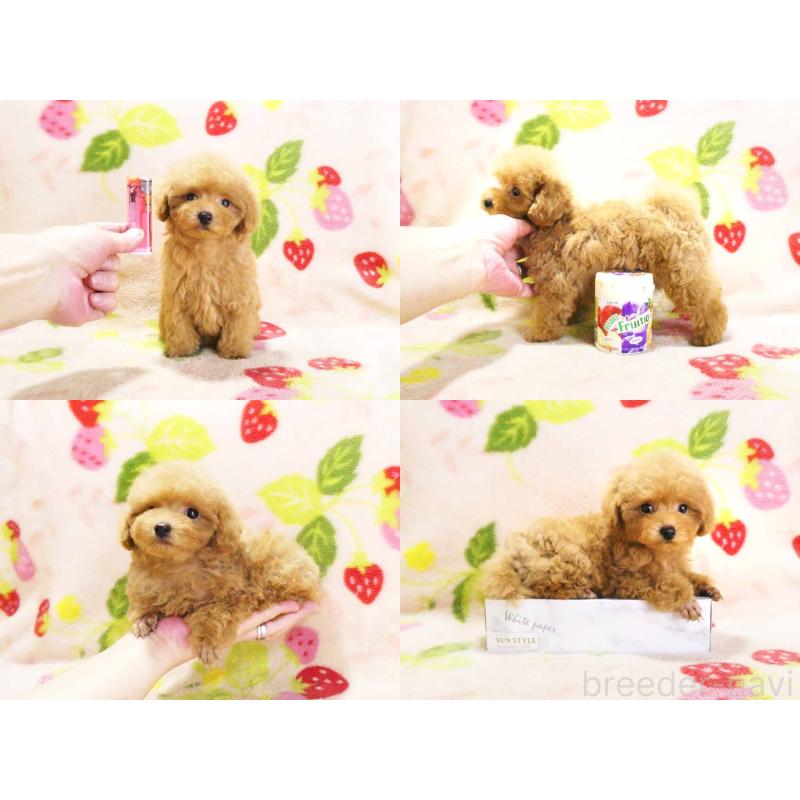 成約済の千葉県のティーカッププードル-430196の5枚目