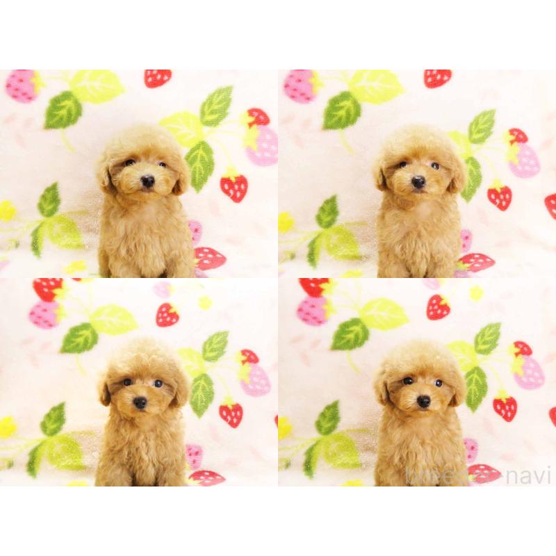 成約済の千葉県のティーカッププードル-430196の4枚目