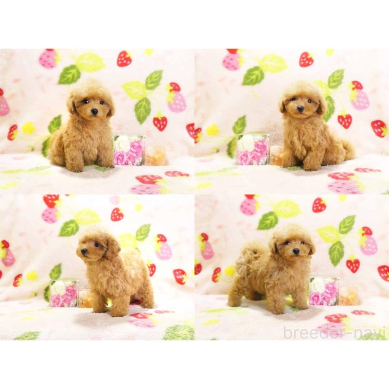 成約済の千葉県のティーカッププードル-430196の3枚目