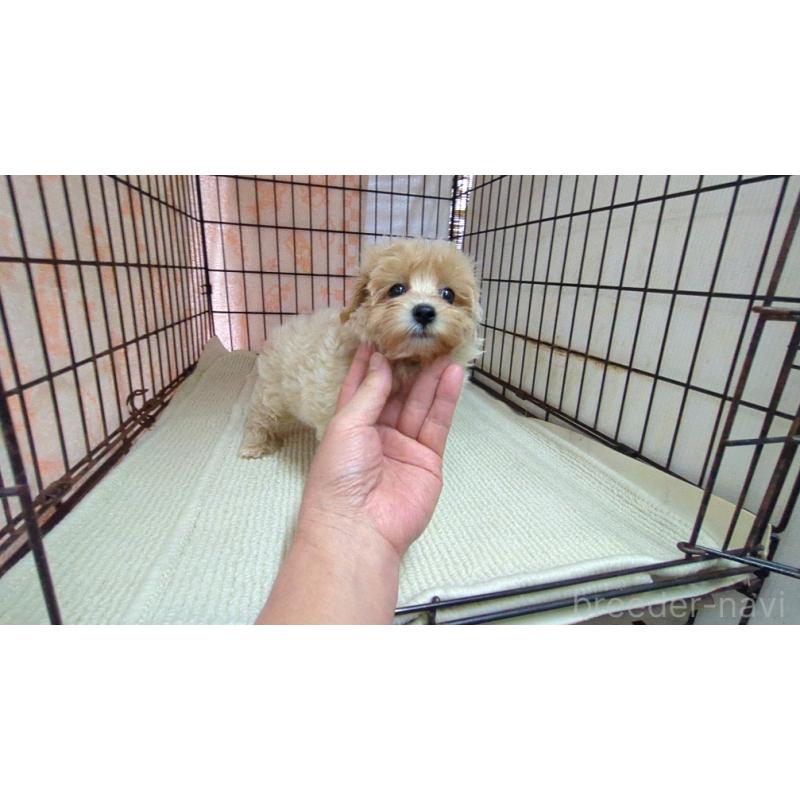 販売中の茨城県のマルプー:マルチーズ×トイプードル-435284の6枚目