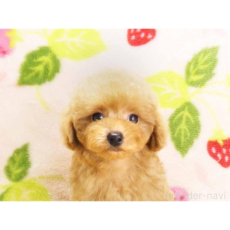 成約済の千葉県のティーカッププードル-430196の2枚目