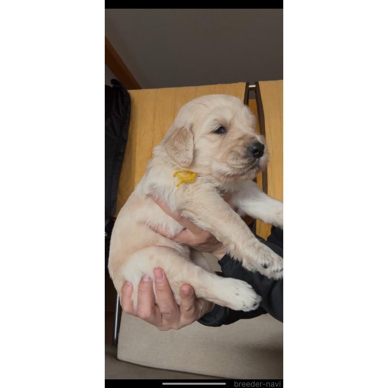 成約済の佐賀県のゴールデンドゥードル:ゴールデンレトリーバー×プードル-432959の3枚目