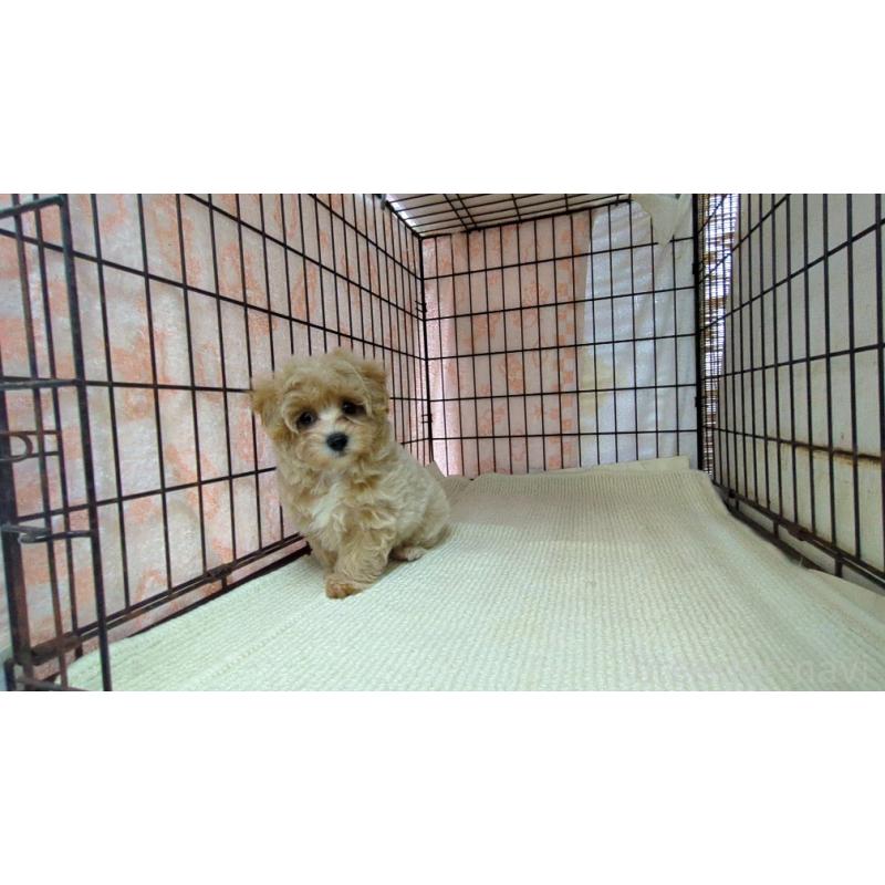 販売中の茨城県のマルプー:マルチーズ×トイプードル-435284の5枚目