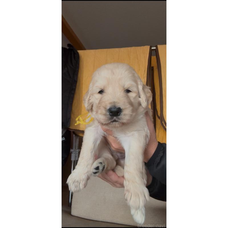 成約済の佐賀県のゴールデンドゥードル:ゴールデンレトリーバー×プードル-432959の2枚目