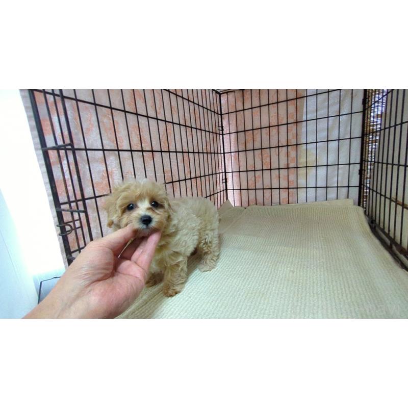 販売中の茨城県のマルプー:マルチーズ×トイプードル-435284の4枚目