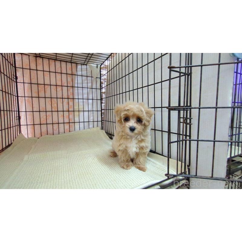 販売中の茨城県のマルプー:マルチーズ×トイプードル-435284の3枚目