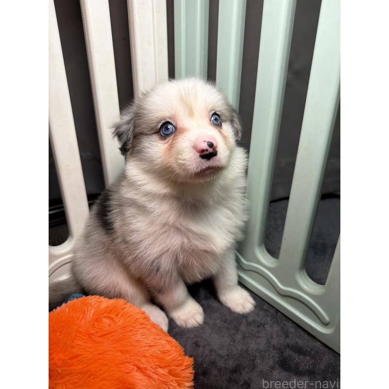 販売中の福岡県のボーダーコリー-435287の4枚目