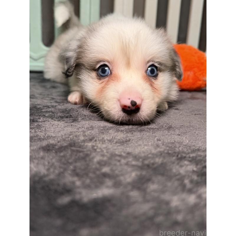 販売中の福岡県のボーダーコリー-435287の3枚目