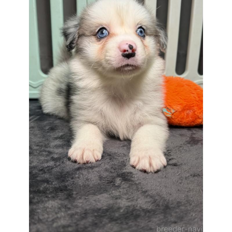 販売中の福岡県のボーダーコリー-435287の2枚目