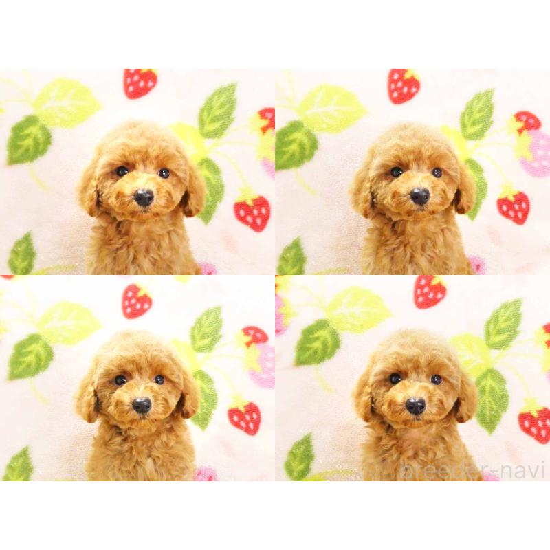 販売中の千葉県のティーカッププードル-430202の6枚目