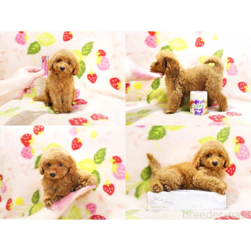 販売中の千葉県のティーカッププードル-430202の5枚目