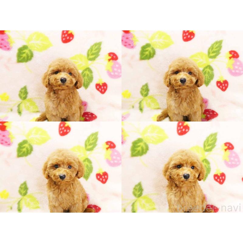 販売中の千葉県のティーカッププードル-430202の4枚目